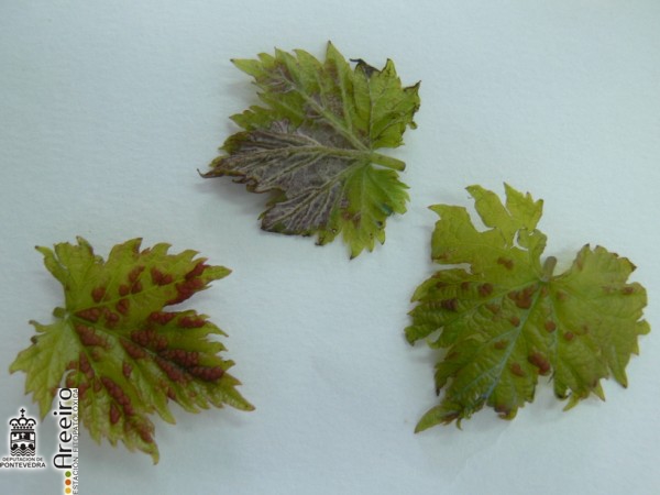 Erinosis - Erinose - Erinose >> Colomerus vitis (Erinosis de la viña) - Erineas en hojas jovenes.jpg